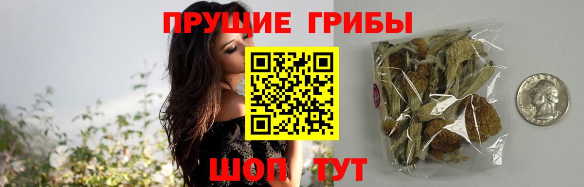 что такое   Вход с VPN  Махачкала  Галлюциногенные грибы Psilocybe 